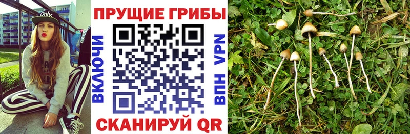 Псилоцибиновые грибы MAGIC MUSHROOMS  Рузаевка 